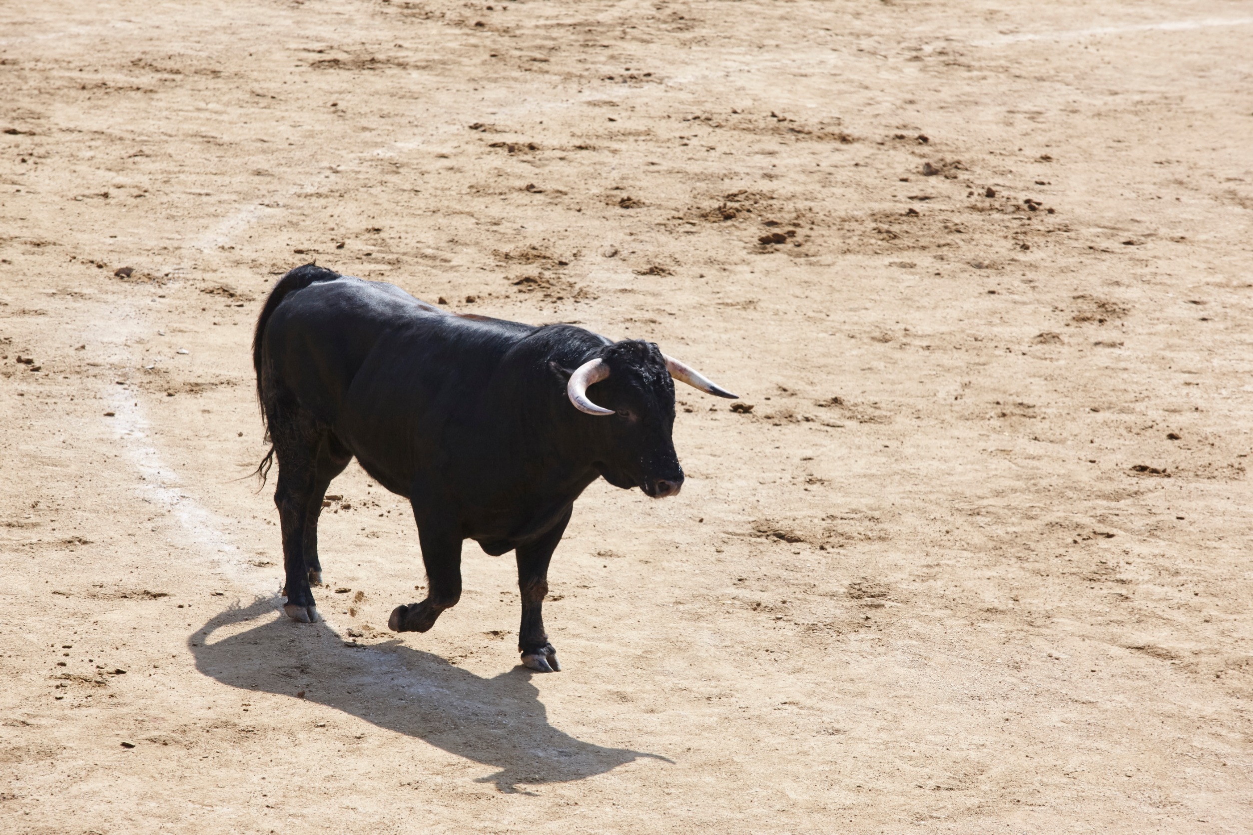Colombia bans bullfighting, a 