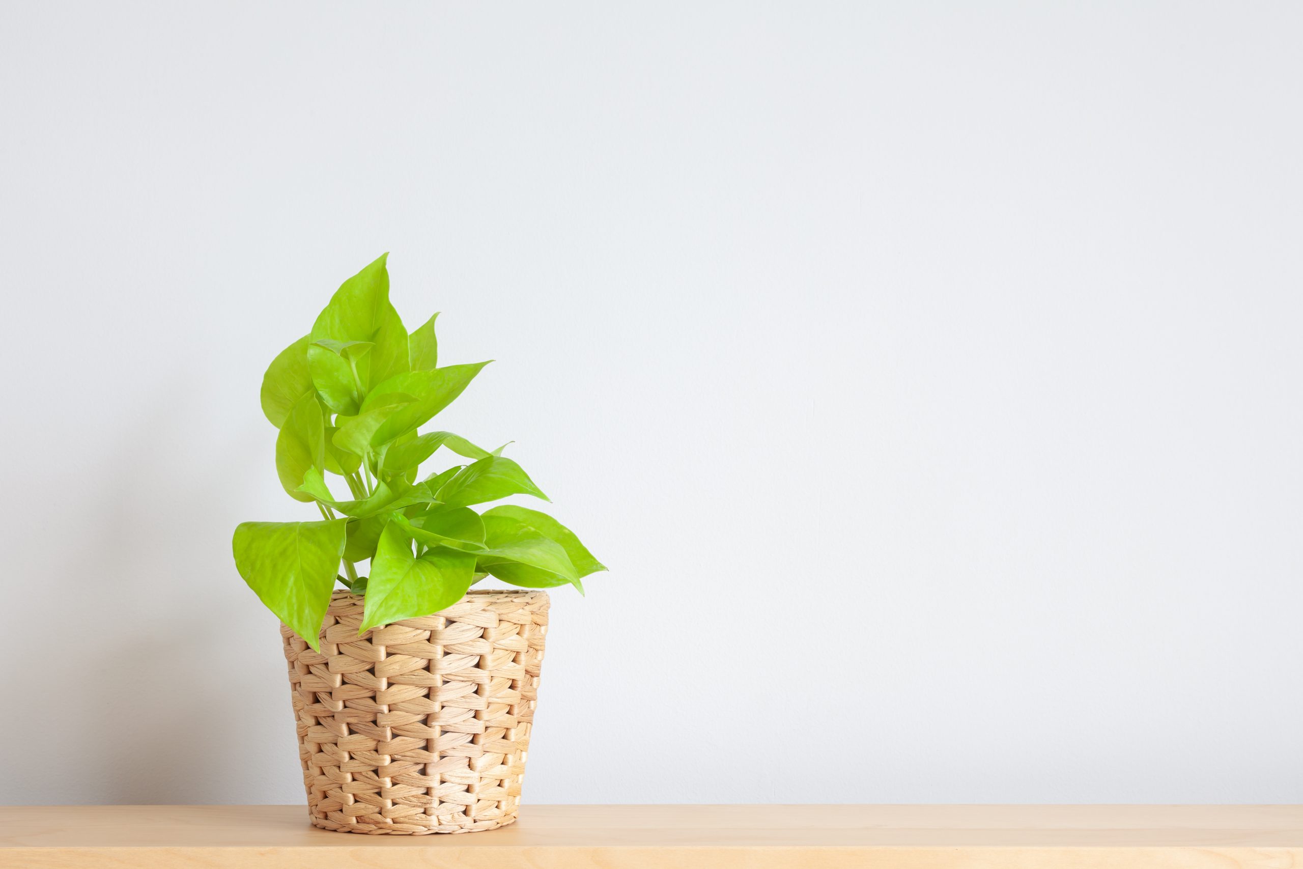 5 houseplants that absorb mois