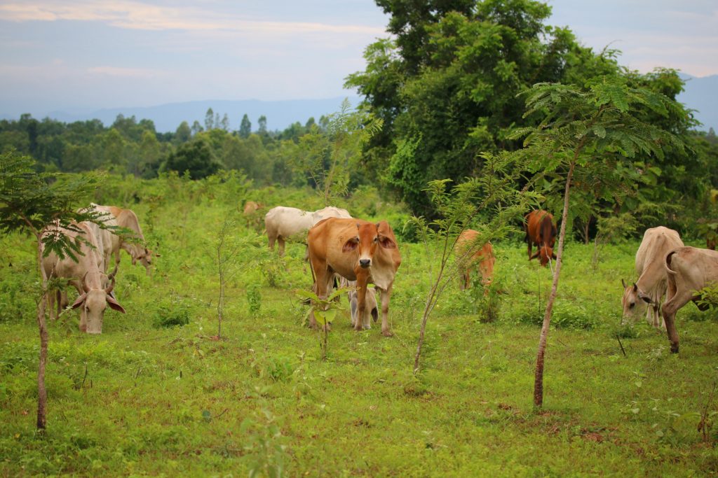 Brazil fines meat producers $64 million over ties to deforested Amazon land