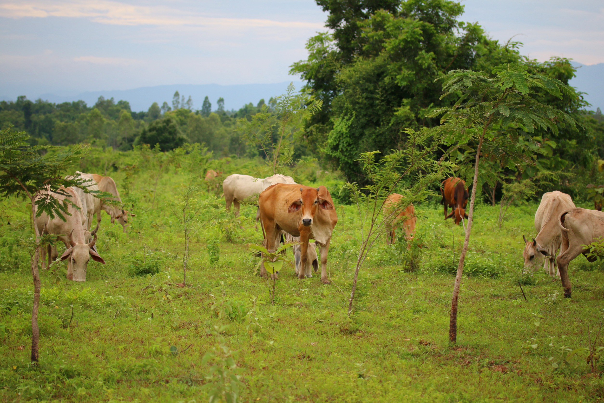 Brazil fines meat producers $6