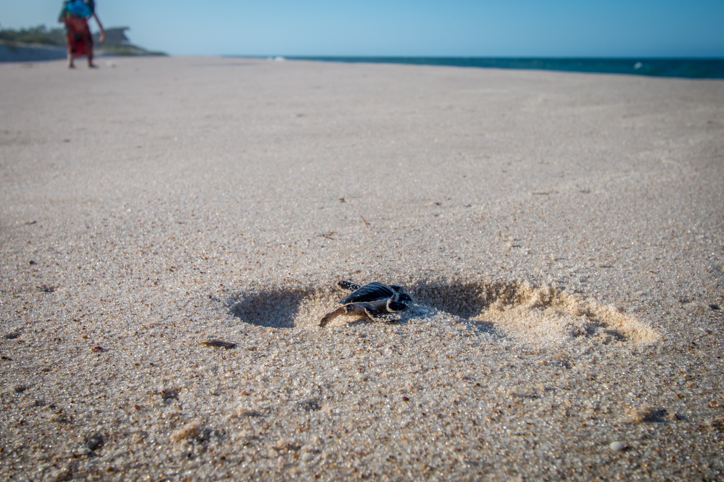 Greece’s sea turtle nest