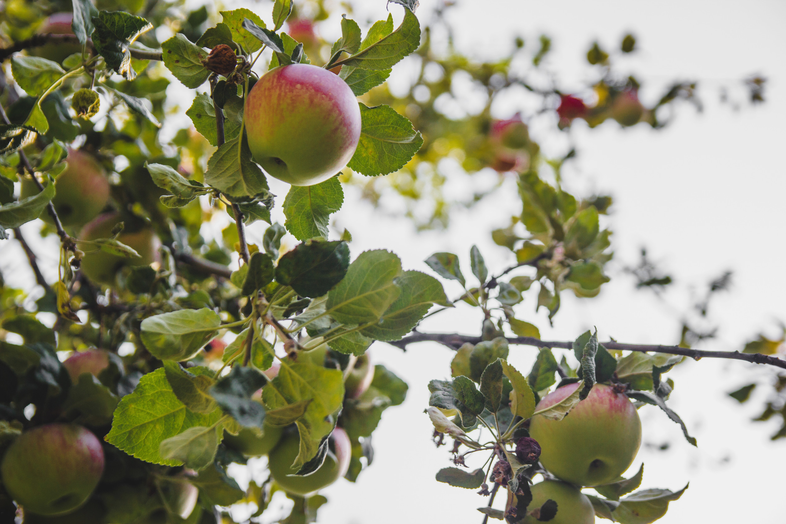 Frost-fighting apples: Michiga