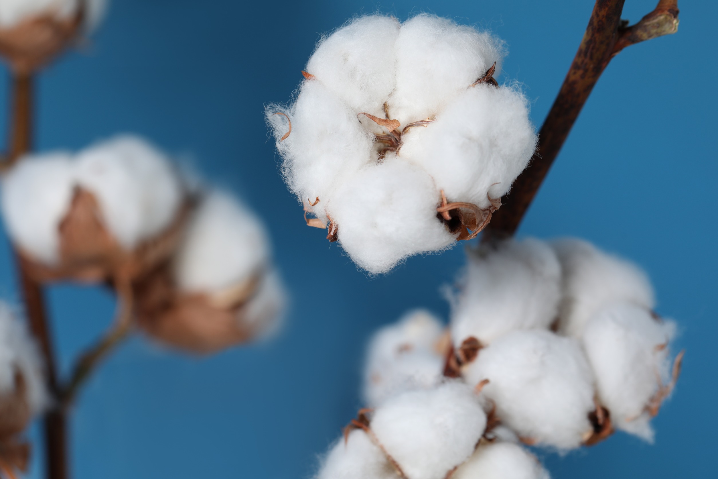 How greenhouse-grown cotton ca