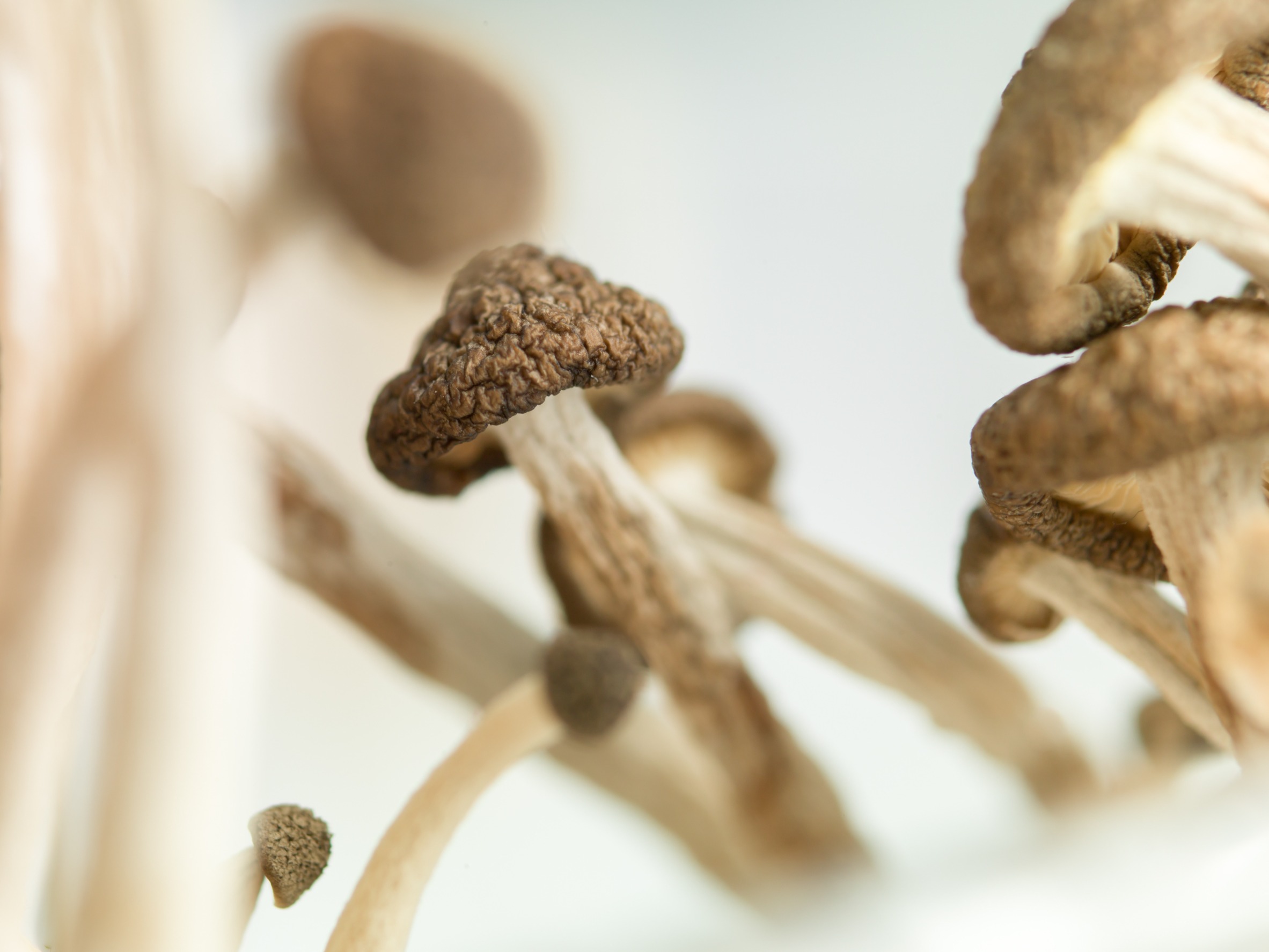 Psilocybin shows yet another a