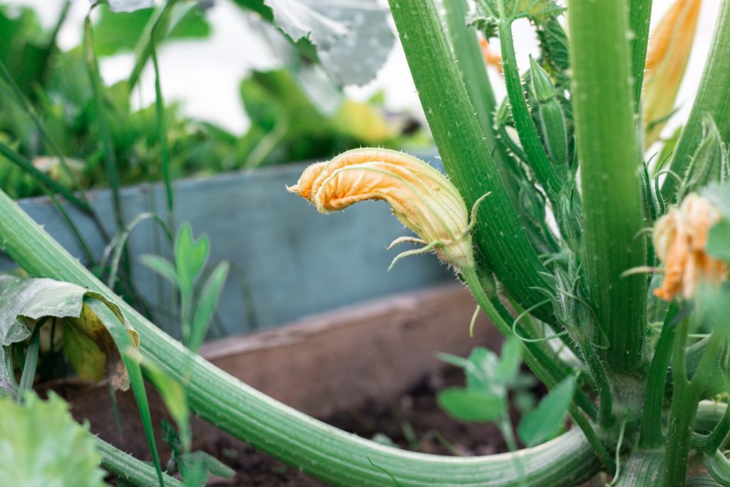 7 vegetables to grow in August for a successful fall harvest