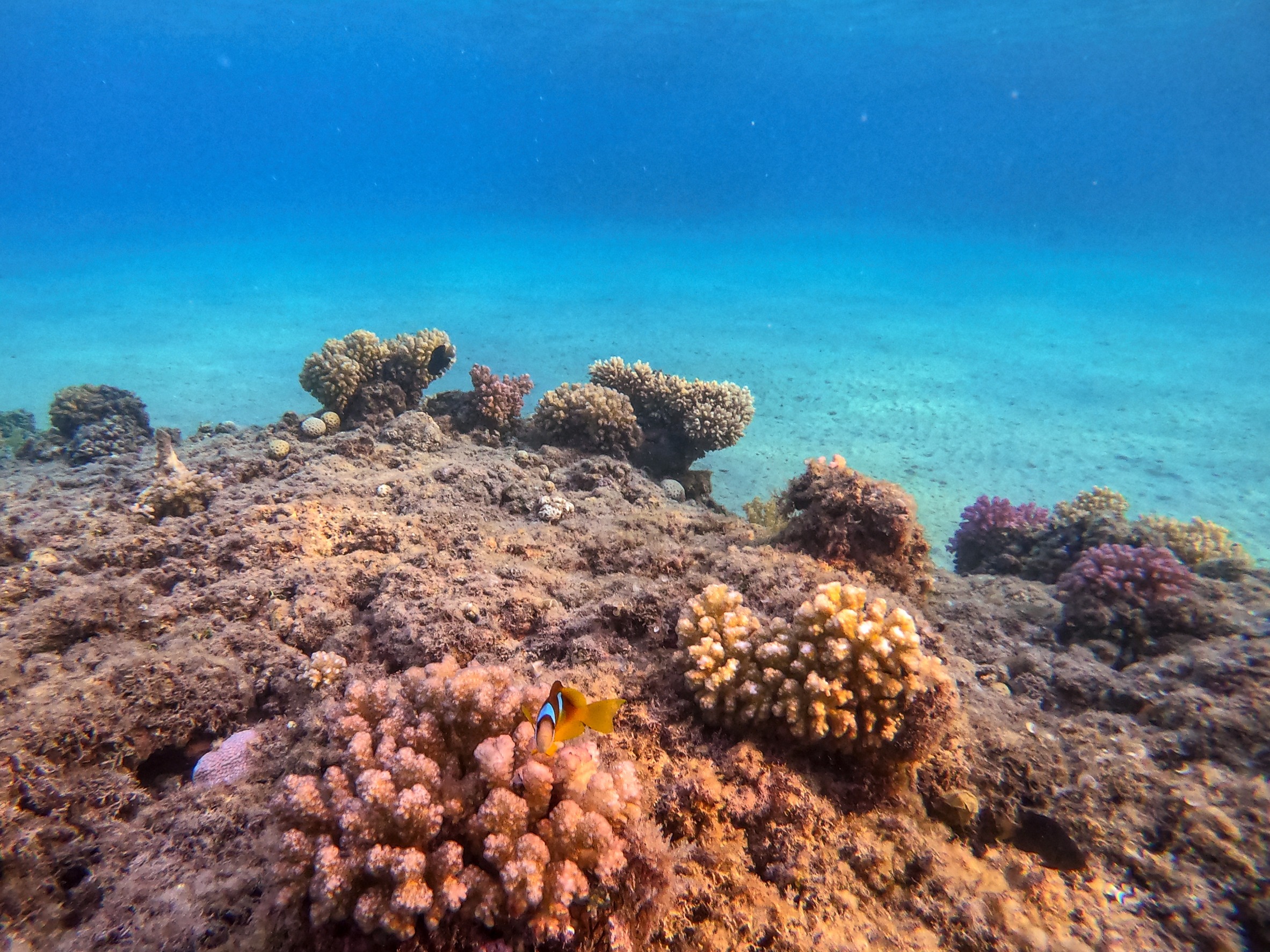 Coral reefs take the heat: IVF