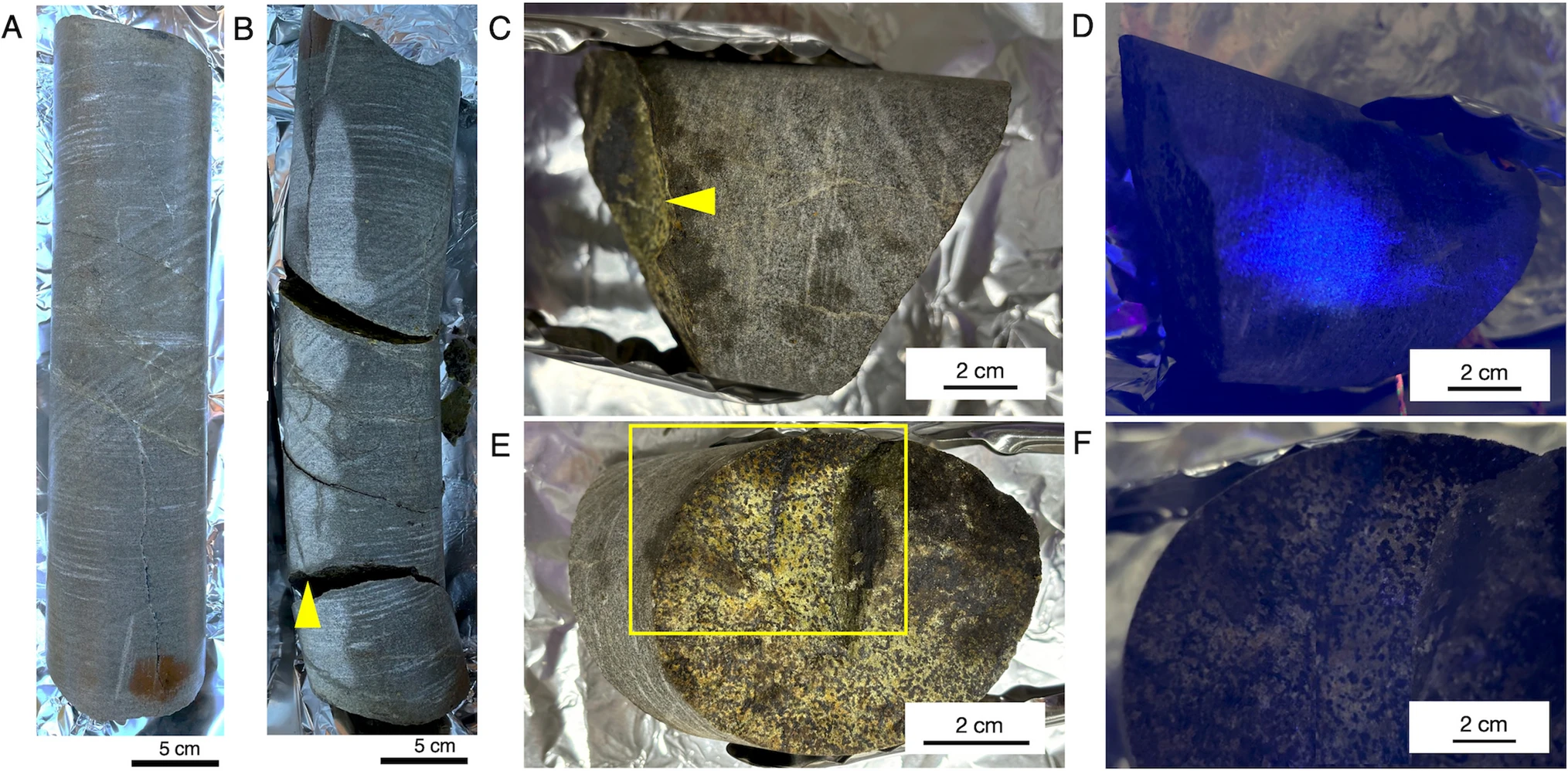 Oldest living microbes discov