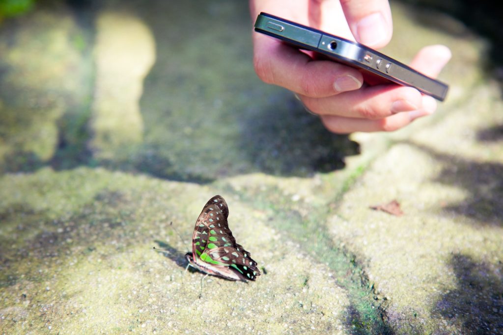 Canadian project addresses global insect crisis