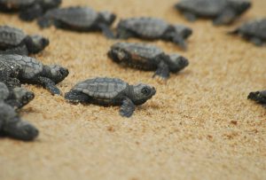 Endangered sea turtles just hatched and making their way to the water.