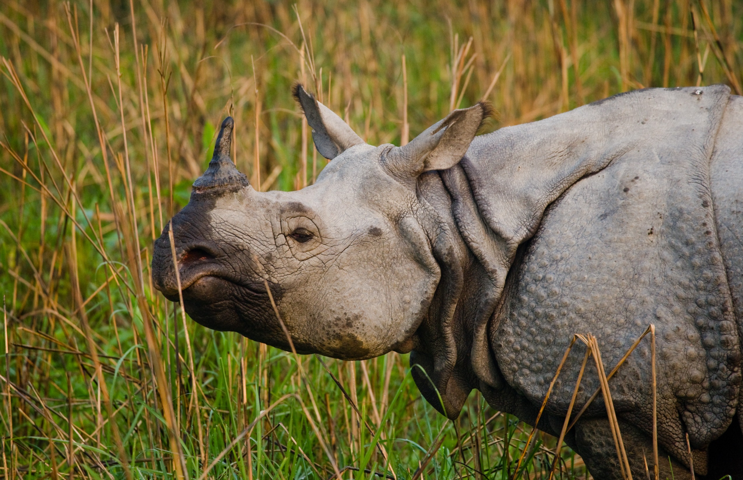 Assam’s rhino population