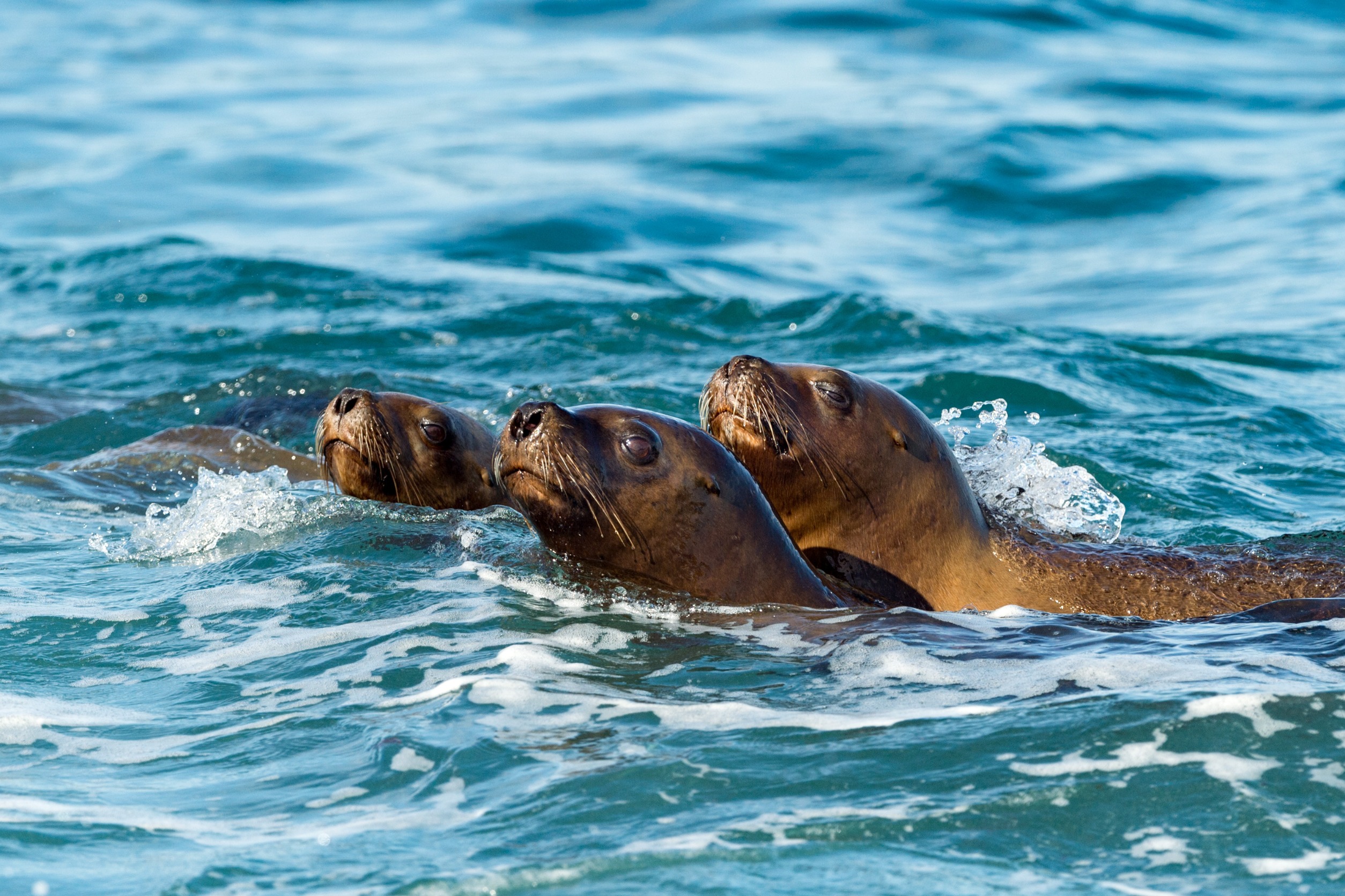 Sea lion film crew helps with