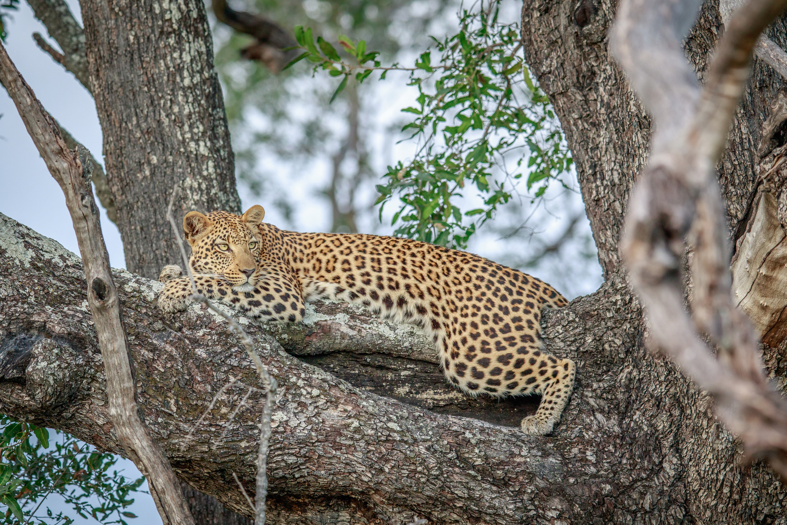 How unique leopard calls could