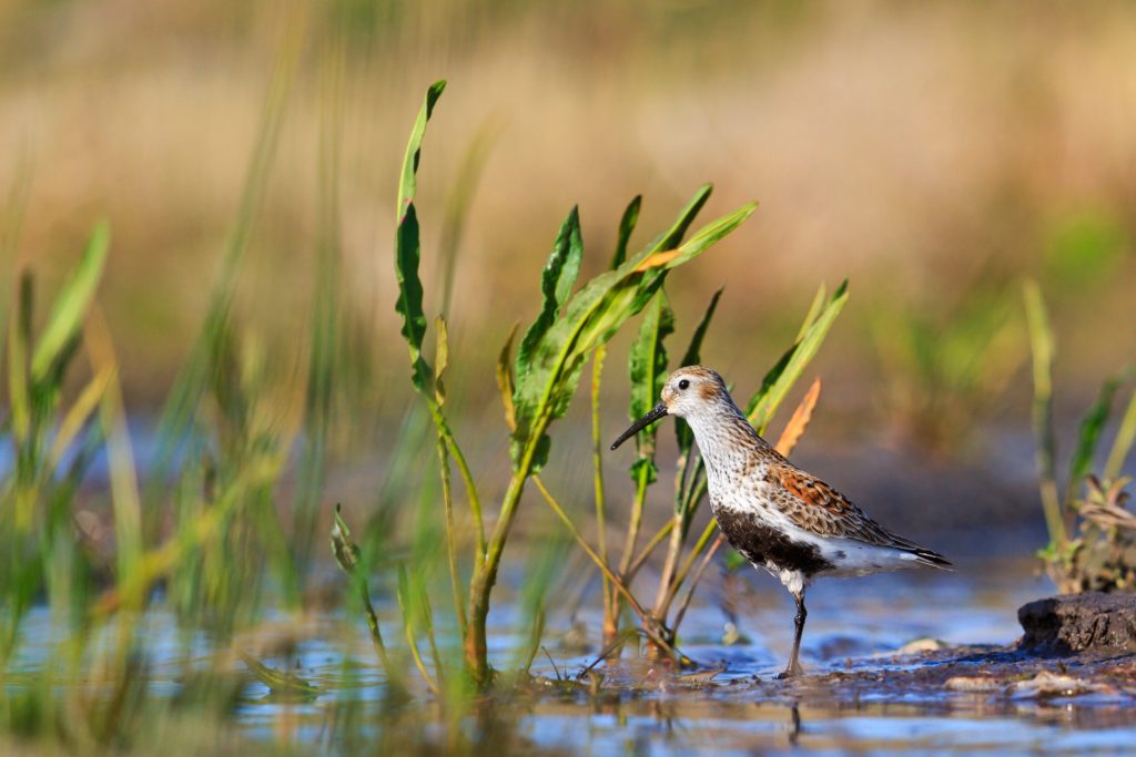 Migrating birds find refuge in pop-up wetlands thanks to the innovative rice farming program