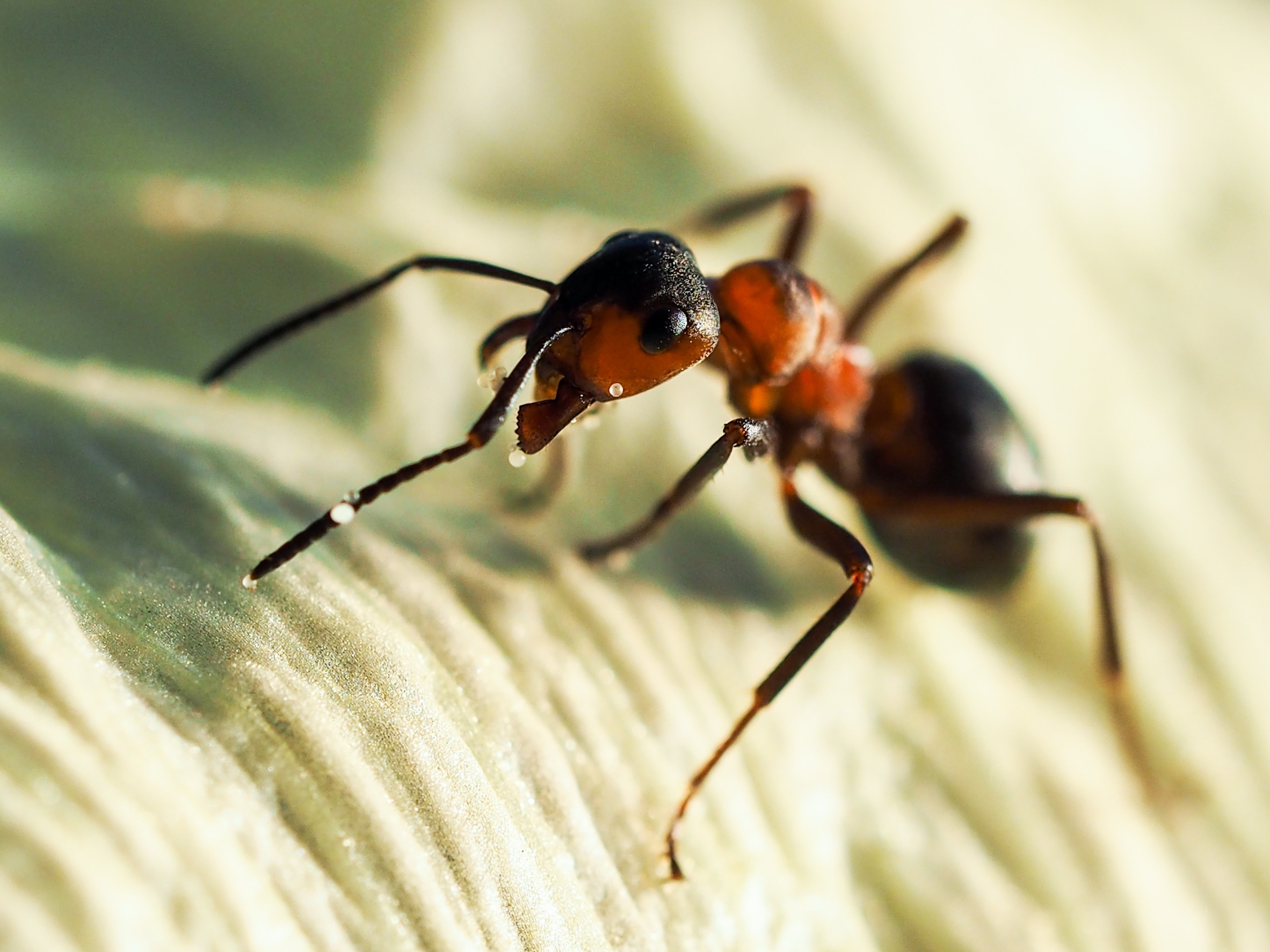 Florida carpenter ants: natur