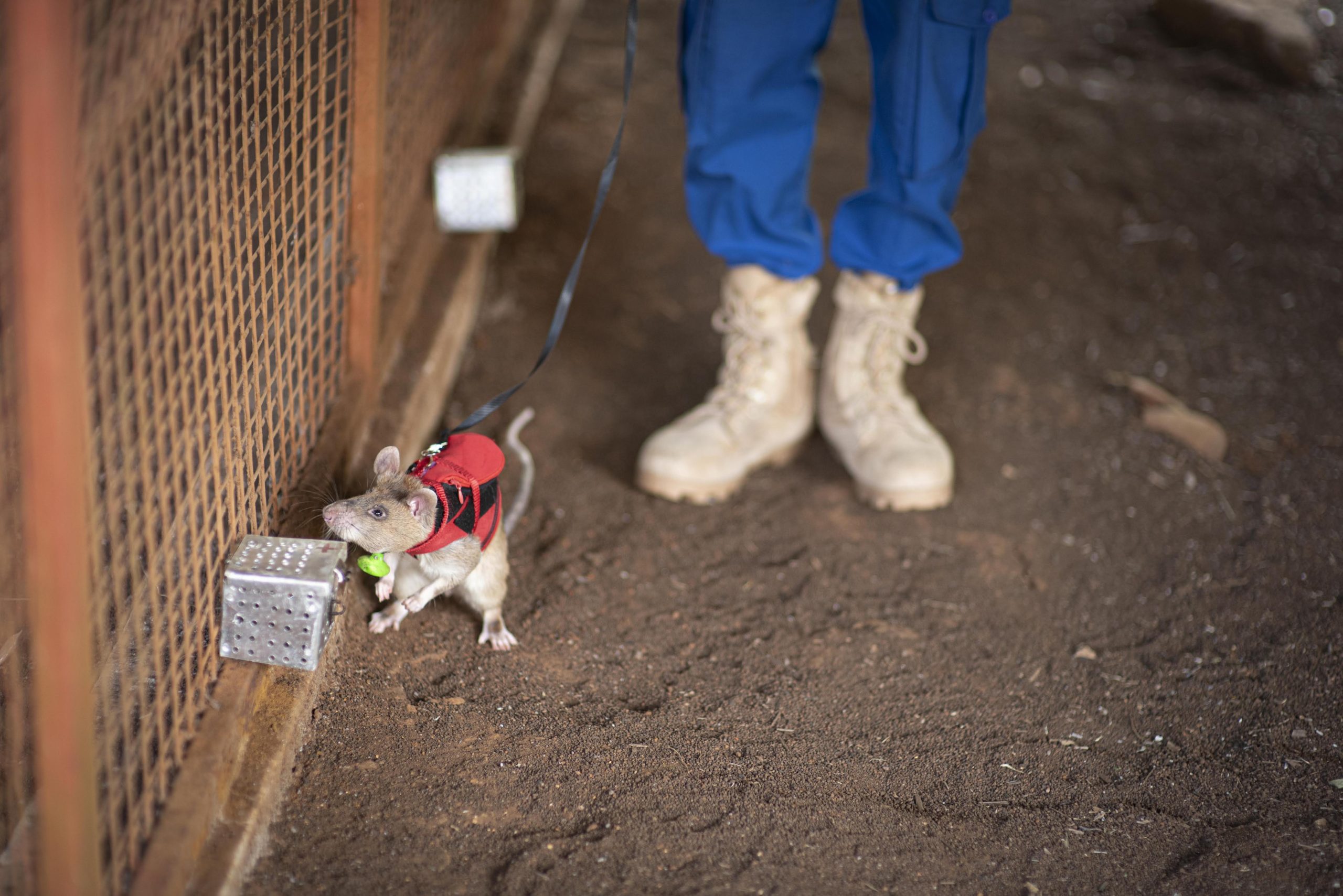 Rat patrol: African rodents tr