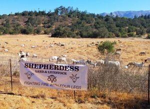 The Ojai Valley Fire Safe Council livestock in a field which help prevent wildfires.