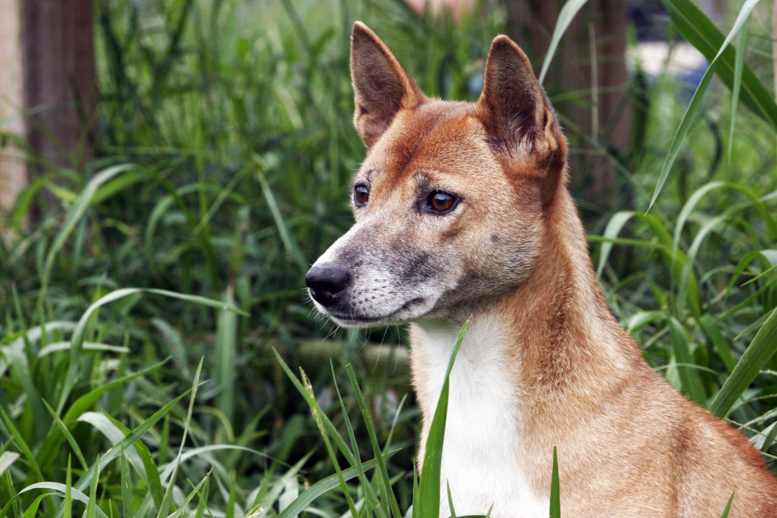 New Guinea Singing Dog The Optimist Daily Making Solutions The News   New Guinea Singing Dog 1536x1024 