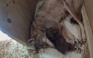 Critically endangered red wolf pup sleeping next to mother in their den