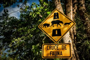 Animal Crossing traffic sign on a dirt road in the rain forest. Osa Peninsula, Costa Rica