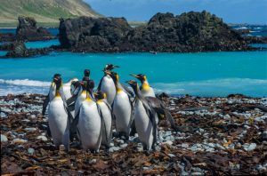 King Penguins have a stronghold on Macquarie Island, between Australia and Antarctica.