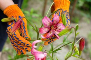 planting lilies in the garden during the summer, taking care of flowers and plants, gloved hands