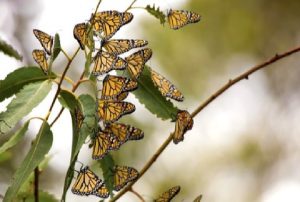 Many Monarch Butterflies on a tree branch. Taken near Pismo Beach in California