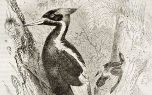 Ivory-billed woodpecker