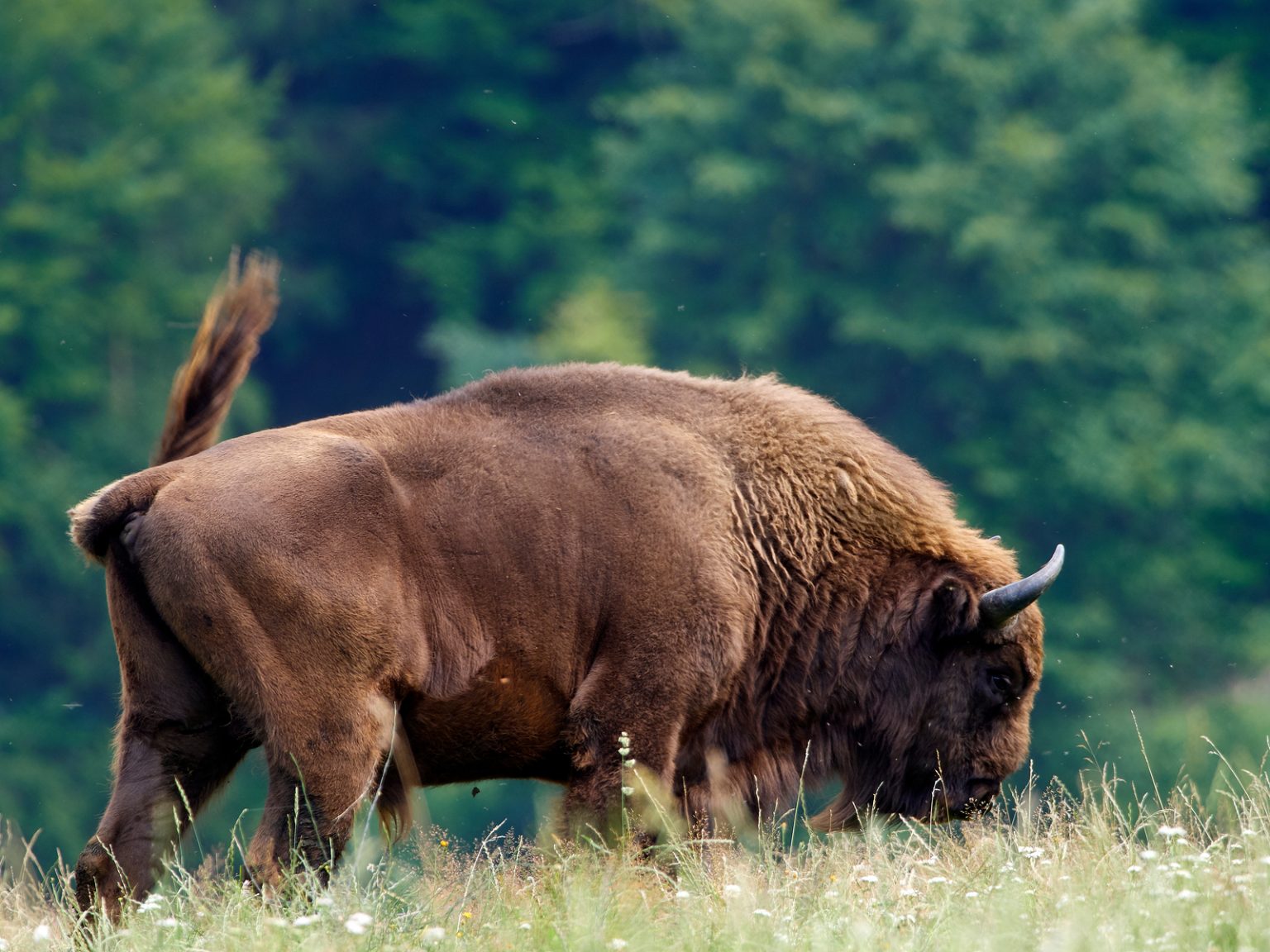 small herd of European bison (Bison bonasus), also known as Wise | The ...