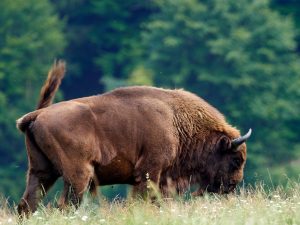European bison (Bison bonasus), also known as Wisent or the European wood bison grazing