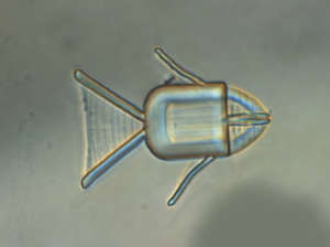 microrobot fish that can carry cancer killing drugs