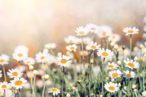 Closeup of field chamomile flowers.