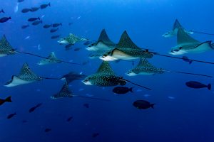 manta rays in migration