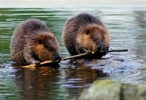 Beavers