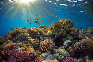 Beautiful coral reef and fish.