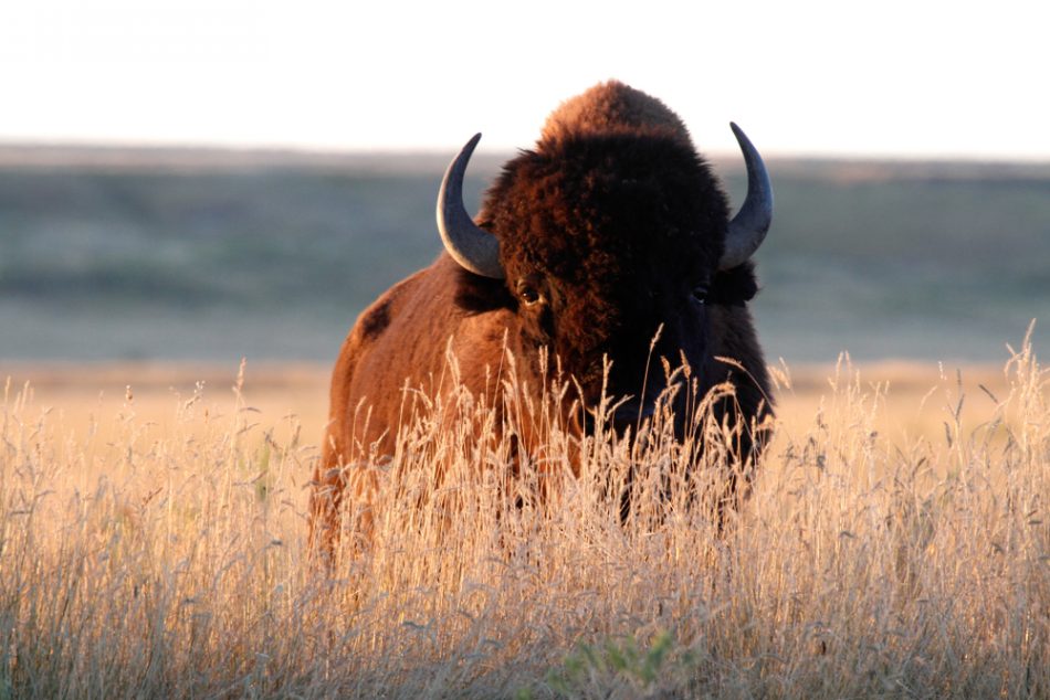 Reintroduction of native bison