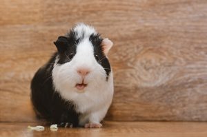 Black and white guinea pig