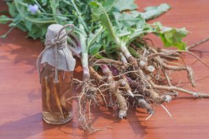 Medicinal infusion of chicory roots is used in folk medicine