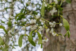 Mistletoe Berries