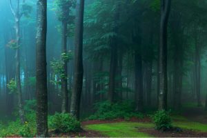 Foggy forest at dusk