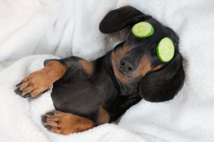 Black and tan dachshund relaxed from spa procedures on face with cucumber and covered with a towel.