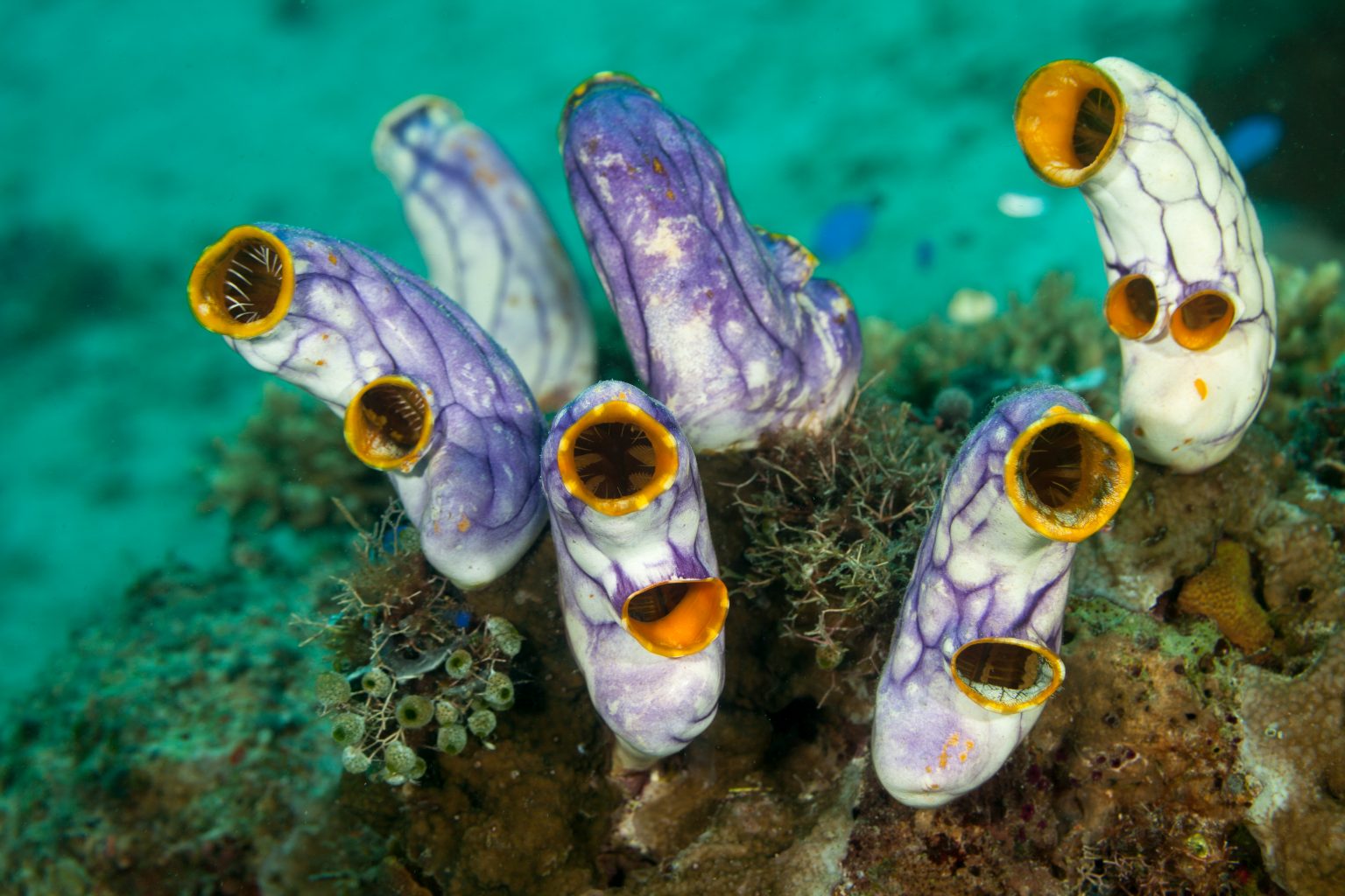 sea-squirts-tunicates-or-ascidians-living-on-the-reef-the-optimist