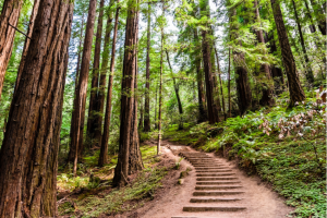 Trail with steps in urban forest