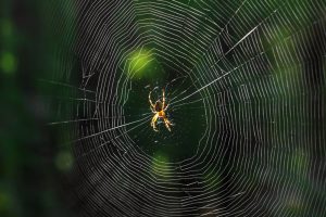 The spider climbs on the web.