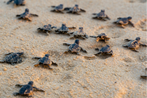 Endangered young baby turtles in warm evening sunlight being released at a beach in Sri Lanka, fighting their way towards the ocean.