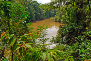 Peruvian Amazon