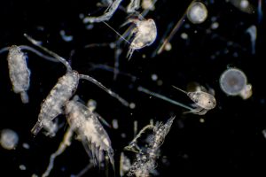 Plankton drifting in water.