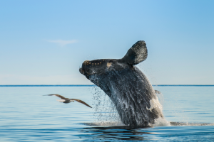 right whale jumps out of the water