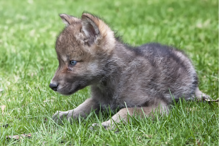 Colorado confirms first litter of gray wolf pups in 80 years | The ...
