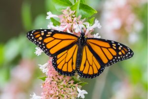 Monarch butterfly feeding on milkweed