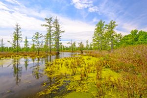 Illinois Wetlands